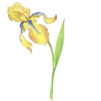 íris amarela, ilustração pintada à mão em aquarela um buquê de flores com folhas vetor