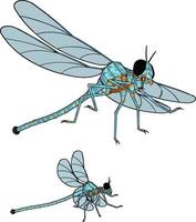 Modelo 3D de libélula, ilustração, vetor em fundo branco.