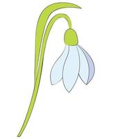 flor de floco de neve ou galanthus nivalis. ilustração vetorial de primavera. vetor