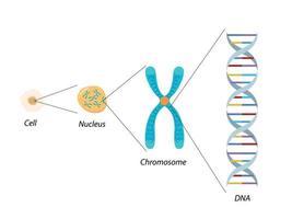 estrutura da célula, cromossomo e DNA. biologia molecular vetor