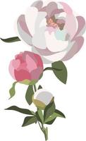 composição floral de peônia, três flores brancas e rosa com vegetação. vetor