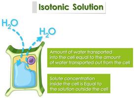 diagrama mostrando solução isotônica vetor