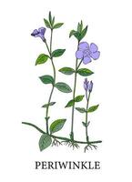 flor de pervinca. ilustração botânica de pervincas. plantas medicinais. Medicina alternativa. flor azul em um fundo branco. ilustração vetorial. vetor