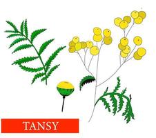 flor de tanásia. plantas medicinais. tansy. flores silvestres. isolado na ilustração vetorial branca vetor