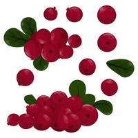 conjunto de cranberries. ilustração vetorial simples vetor