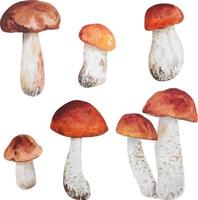 cogumelos da floresta branca em aquarela vetor