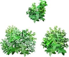 conjunto de planta verde ornamental na forma de um arbusto de jardim hedge.realistic, arbusto sazonal, buxo, folhagem de arbusto de coroa de árvore.para decorar de um parque, um jardim ou uma cerca verde. vetor