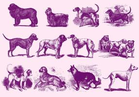 Ilustrações vintage roxo do cão vetor