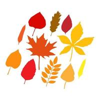 conjunto de ilustração de folhas de outono coloridas vetor