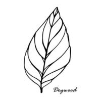 folha de dogwood desenhada à mão em estilo de linha vetor