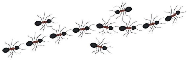 marcha de formigas vetor