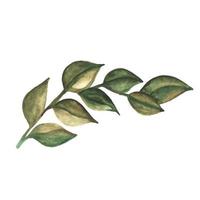 ramo de folhas verdes, pintadas em aquarela. ilustração decorativa botânica. folha verde, planta, folhagem, galho, destacada no fundo branco. vetor