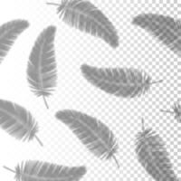 Folhas de palmeira de efeito de sobreposição de sombra transparente para branding. efeito de sobreposição criativo para maquetes. ilustração vetorial vetor