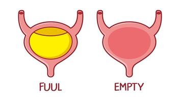 personagem de órgão de bexiga humano cheio e vazio. ícone de ilustração vetorial de linha plana vetor