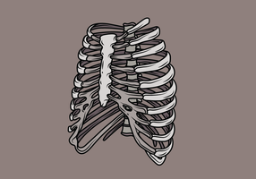 Ilustração de Ribcage vetor