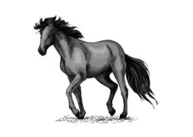 desenho de cavalo de garanhão árabe preto vetor