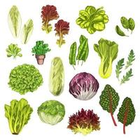 verduras vegetais, folha de salada, conjunto de aquarela de ervas