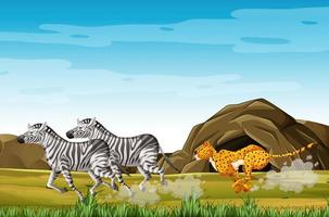 zebras caçando leopardo vetor