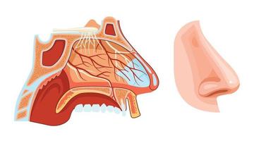 ilustração realista de anatomia do nariz vetor