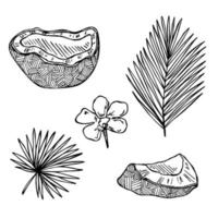 conjunto de cliparts de coco. ícone de porca desenhada de mão. ilustração tropical. para impressão, web, design, decoração vetor