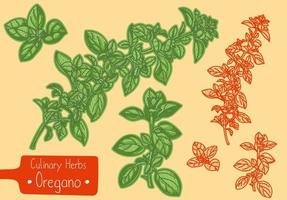 ramos de orégano erva culinária vetor