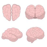 cérebro humano isolado vetor