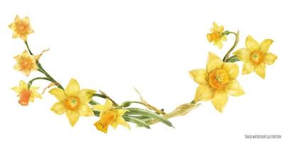 arco decorativo em aquarela com flores amarelas de narciso vetor