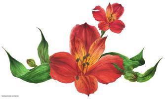 buquê de guirlanda com flores de lírio peruano vermelho vetor