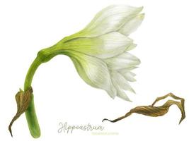 vista lateral da flor em aquarela hippeastrum vetor