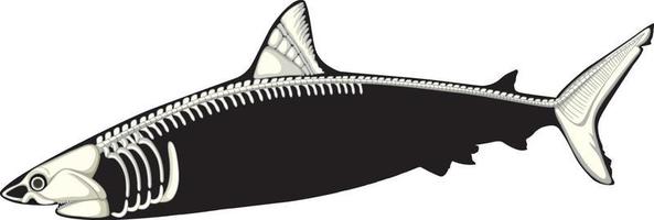 anatomia de tubarão com esqueleto vetor