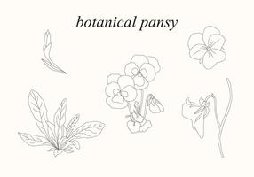 Pansy Botânico vetor