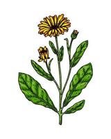 planta de flor de calêndula desenhada de mão isolada no fundo branco. ilustração vetorial no estilo de desenho colorido. elemento de design botânico vetor