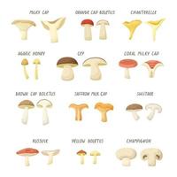conjunto vetorial de ilustrações de diferentes tipos de cogumelos. vetor