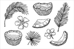 conjunto de cliparts de coco. ícone de porca desenhada de mão. ilustração tropical. para impressão, web, design, decoração vetor