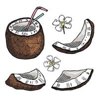 conjunto de cliparts de coco. ícone de porca desenhada de mão. ilustração tropical. para impressão, web, design, decoração vetor