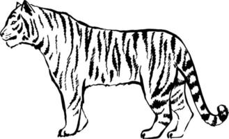 desenho de tigre. ilustração vetorial de contorno. vetor tigre preto e branco