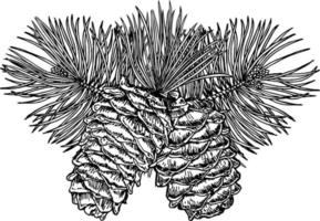 mão desenhada galho de pinheiro com cones isolados no fundo branco. ilustração vetorial. caneta preta em estilo vintage gravado vetor