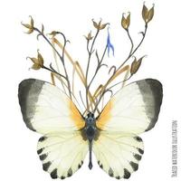 composição de lapela com borboletas e plantas vetor