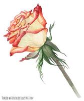 rosa de jardim vermelho-creme vetor