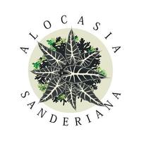 vetor de ilustração de planta alocasia sanderiana