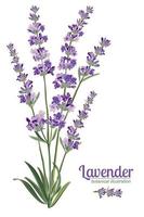 elementos de flores de lavanda. ilustração botânica. vetor