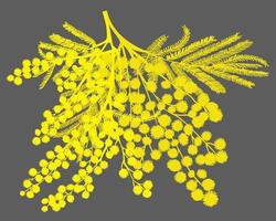ramo desenhado à mão de mimosa. silhueta amarela em fundo cinza vetor