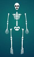 vetor posable de peças de osso de esqueleto