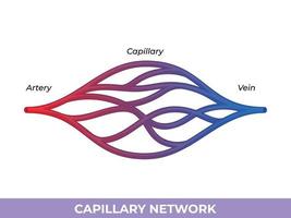 rede capilar. vasos sanguíneos menores eles transportam sangue entre as arteríolas e vênulas vetor