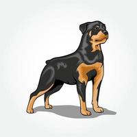 cão rottweiler em pé ilustração vetorial isolada com sombra. vetor