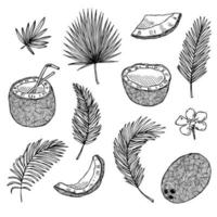 conjunto de cliparts de coco. ícone de porca desenhada de mão. ilustração tropical. para impressão, web, design, decoração vetor