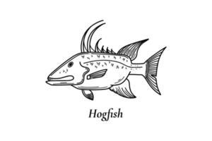 ilustração vetorial de hogfish em estilo de desenho ótimo para usar como sua atividade de pesca vetor