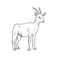 ilustração em estilo de tinta de arte de cabra vetor