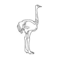 ilustração em estilo de tinta de arte de avestruz vetor