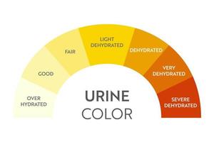 cartela de cores da urina. tira de teste de hidratação e desidratação de xixi. desenho vetorial para pôster de educação médica. vetor